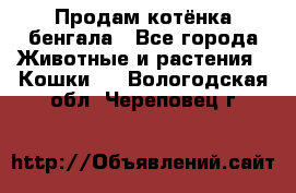 Продам котёнка бенгала - Все города Животные и растения » Кошки   . Вологодская обл.,Череповец г.